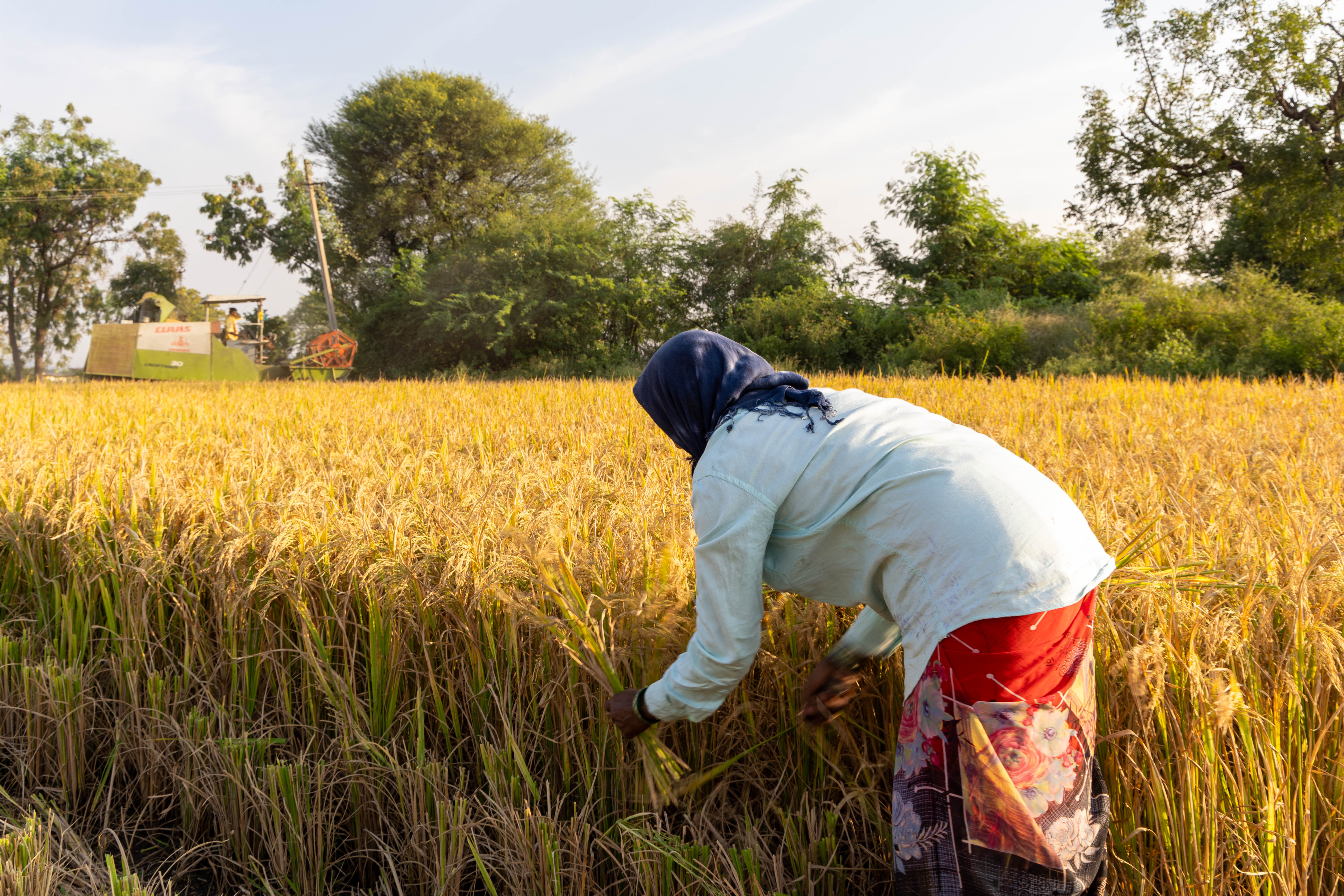 A farmer harvesting rice by hand in the Deccan