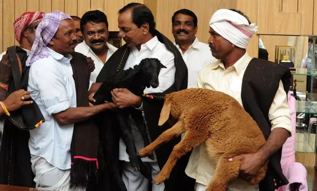 KCR personally handing sheep to shepherds under Telangana's sheep distribution scheme