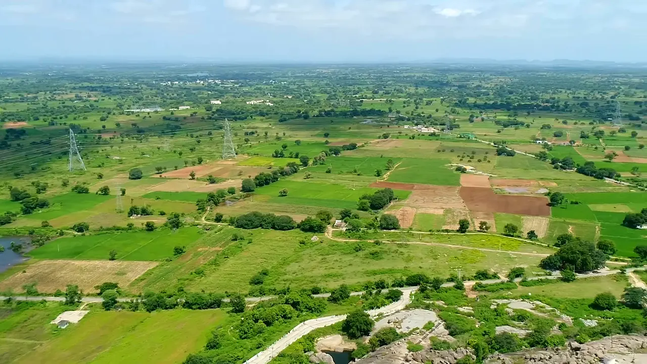 Green paddy fields irrigated by Kaleshwaram water